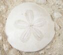 Beautiful Miocene Aged Fossil Sand Dollar - France #16059-1